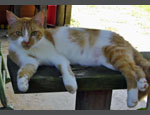 photo thumbnail