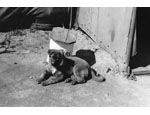 photo thumbnail